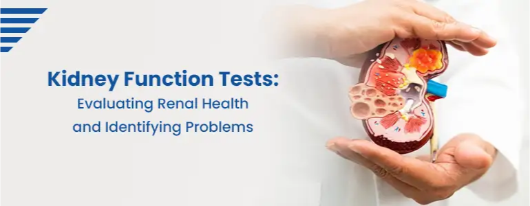 Kidney Function Tests: Evaluating Renal Health and Identifying Problems