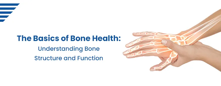 The Basics of Bone Health: Understanding Bone Structure and Function