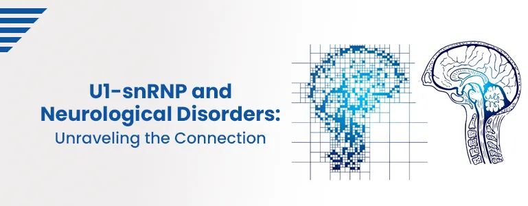 u1-snrnp-and-neurological-disorders-unraveling-the-connection