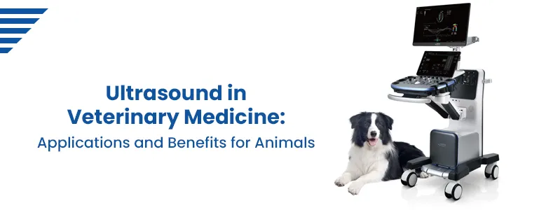 ultrasound-veterinary-medicine-applications-benefits-animals