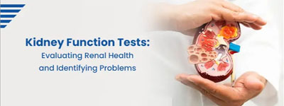 Kidney Function Tests: Evaluating Renal Health and Identifying Problems