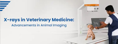 X-rays in Veterinary Medicine: Advancements in Animal Imaging